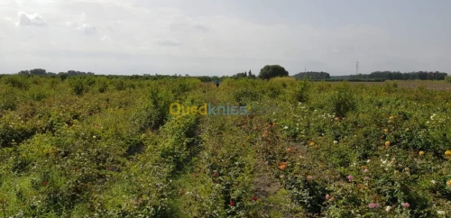 Vente Terrain Agricole Blida Ben khellil