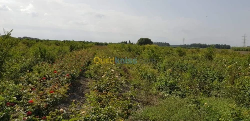 Vente Terrain Agricole Blida Ben khellil