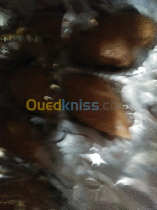 traiteur 