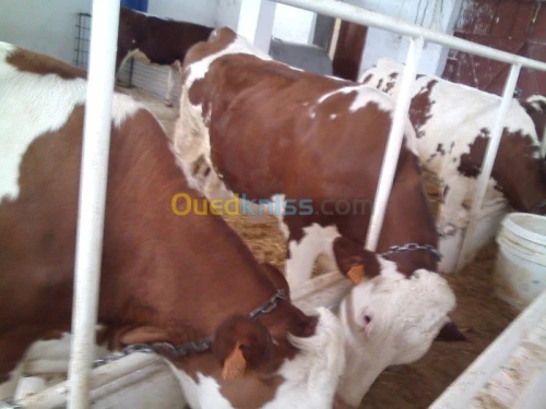 Location Hangar Bouira Ath mansour taourirt