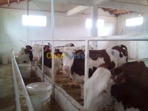 Location Hangar Bouira Ath mansour taourirt