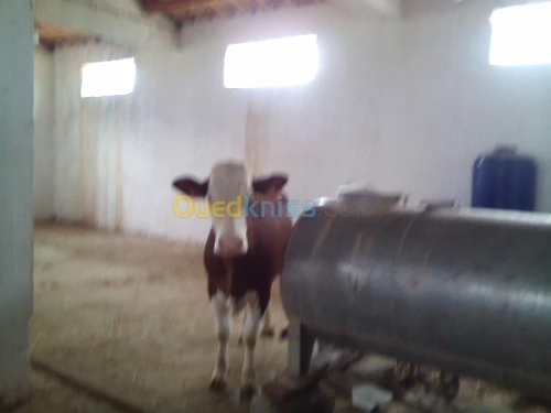 Location Hangar Bouira Ath mansour taourirt