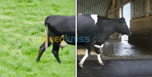 Tapis spécial vaches et chevaux