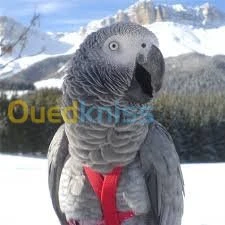  harnais pour perroquets 