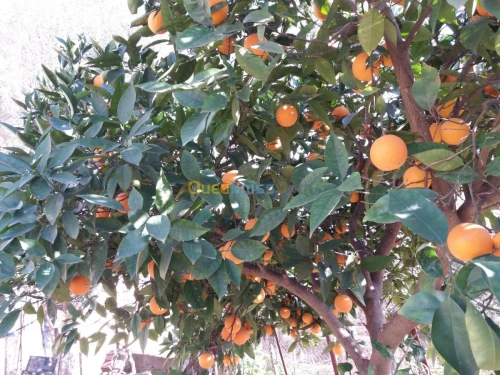 Vente Terrain Jijel El milia