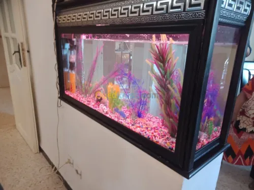 Vente des aquarium