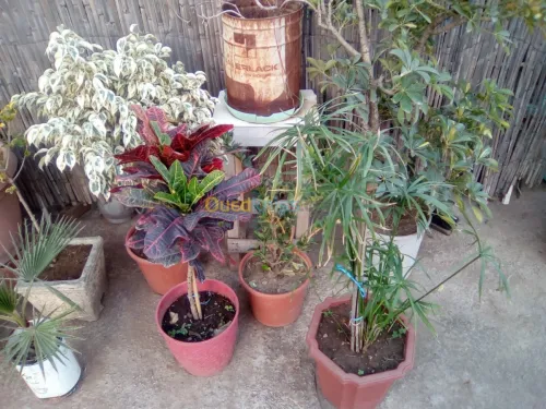Vendre des plantes 