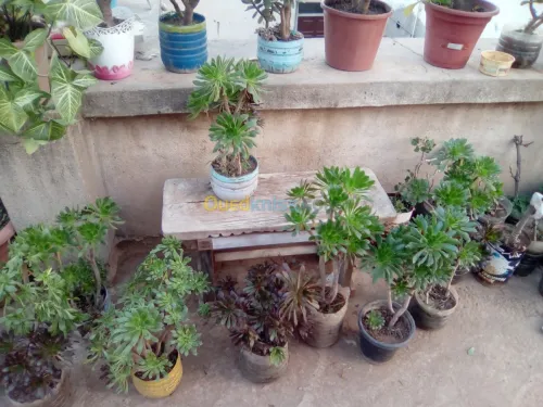 Vendre des plantes 