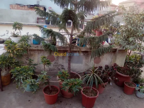 Vendre des plantes 