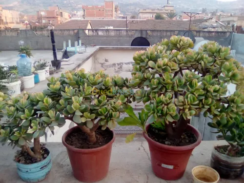 Vendre des plantes 