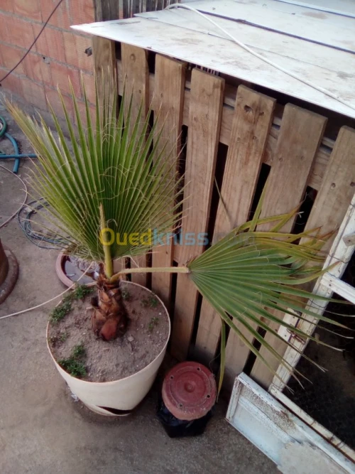Vendre des plantes 