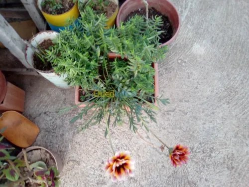 Vendre des plantes 