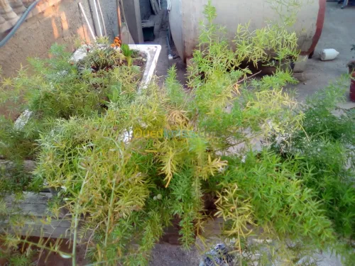 Vendre des plantes 
