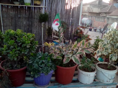 Vendre des plantes 