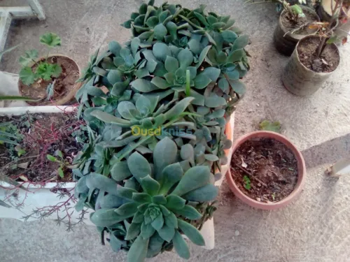 Vendre des plantes 