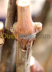 jardinage+ griffage et plantations 