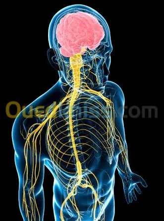Dr BAADOUD  Neurologue-EEG-EMG-PES