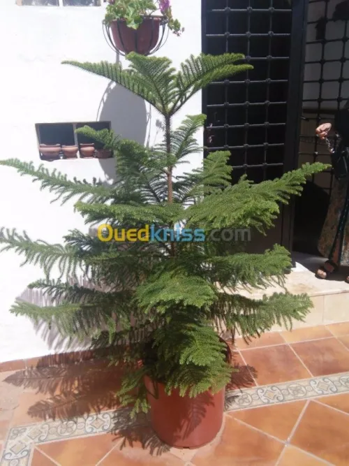 amenagement des espaces verts 