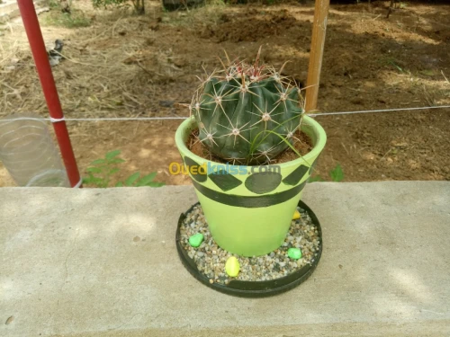   plantes grasse 