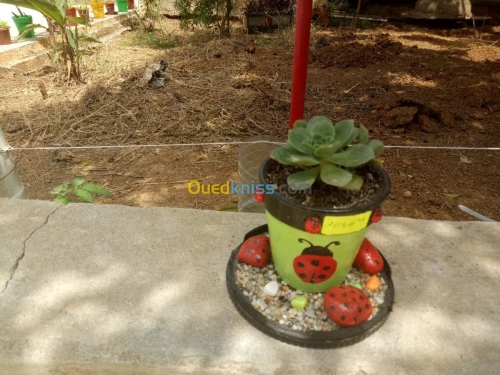   plantes grasse 