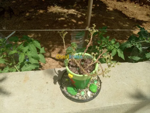   plantes grasse 