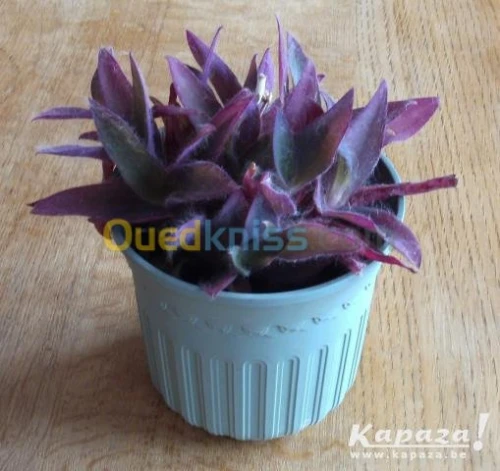   plantes grasse 