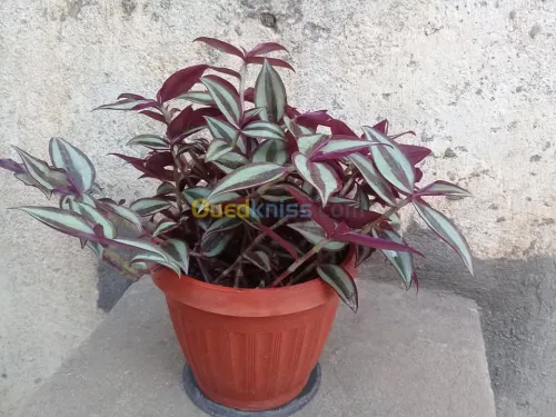   plantes grasse 