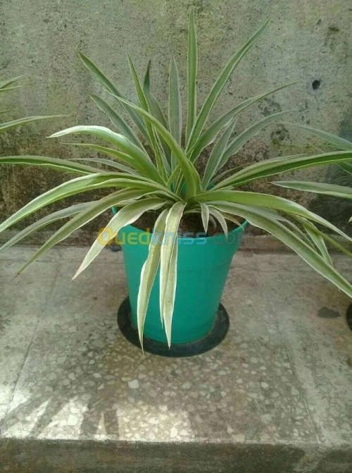   plantes grasse 
