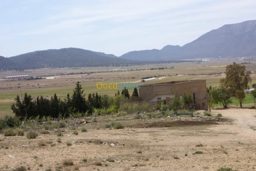 Vente Terrain Agricole Tebessa Bekkaria 