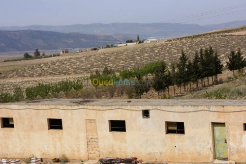Vente Terrain Agricole Tebessa Bekkaria 