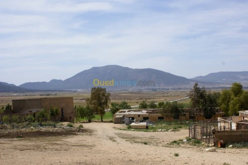 Vente Terrain Agricole Tebessa Bekkaria 