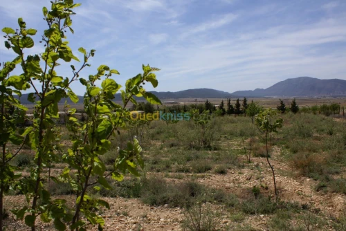 Vente Terrain Agricole Tebessa Bekkaria 