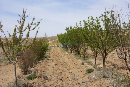 Vente Terrain Agricole Tebessa Bekkaria 