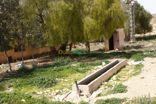 Vente Terrain Agricole Tebessa Bekkaria 