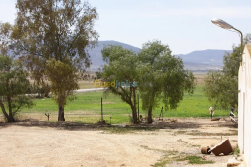 Vente Terrain Agricole Tebessa Bekkaria 