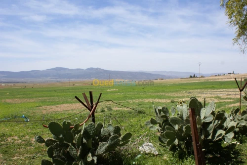 Vente Terrain Agricole Tebessa Bekkaria 