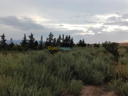 Vente Terrain Agricole Tebessa Bekkaria 