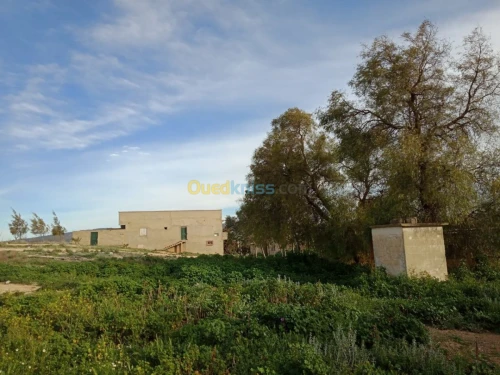 Vente Terrain Agricole Tebessa Bekkaria 