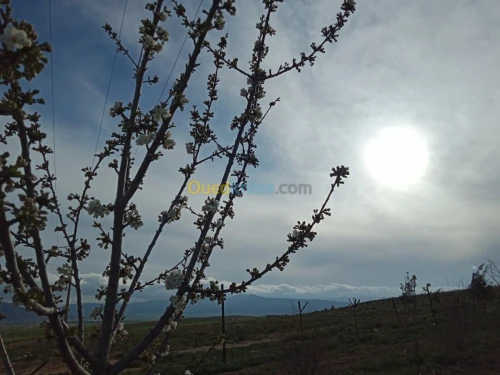 Vente Terrain Agricole Tebessa Bekkaria 