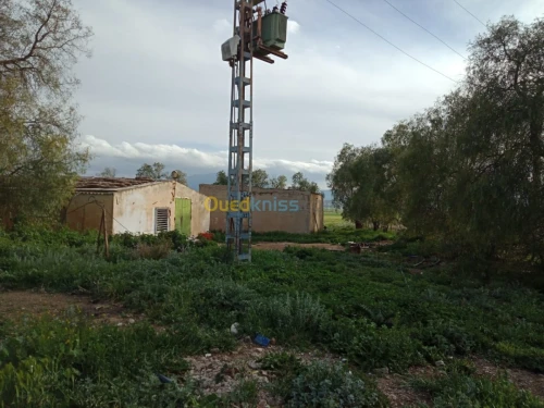 Vente Terrain Agricole Tebessa Bekkaria 
