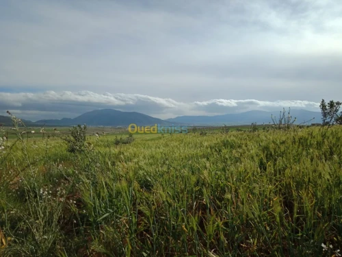 Vente Terrain Agricole Tebessa Bekkaria 