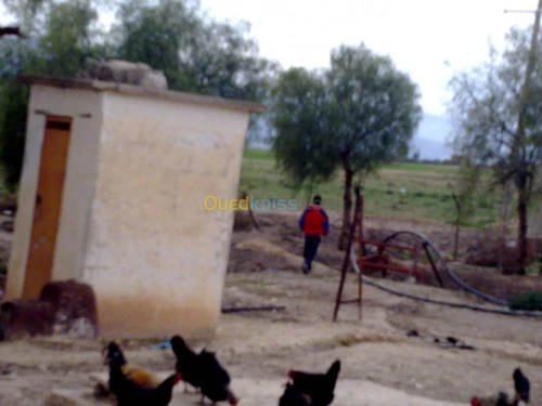 Vente Terrain Agricole Tebessa Bekkaria 