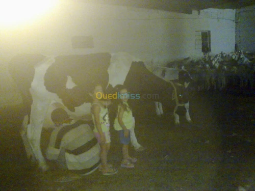 Vente Terrain Agricole Tebessa Bekkaria 