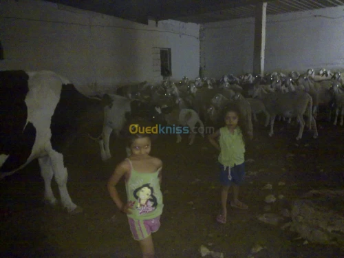 Vente Terrain Agricole Tebessa Bekkaria 