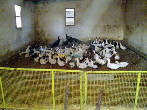 Vente Terrain Agricole Tebessa Bekkaria 