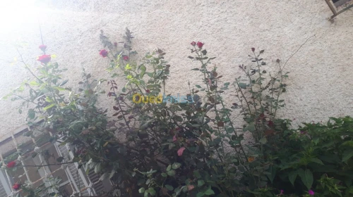 Location Bungalow Boumerdes Djinet