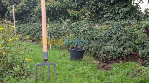 تهيئة المساحات الخضراء