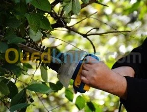 تهيئة المساحات الخضراء