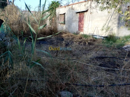 Vente Immeuble Constantine Hamma bouziane
