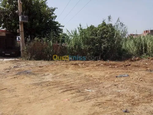 Vente Terrain Blida Meftah